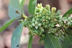 Santalum freycinetianum Lanai Sandalwood, Hawaiian Sandalwood Santalum freycinetianum Lanai Sandalwood, Hawaiian Sandalwood